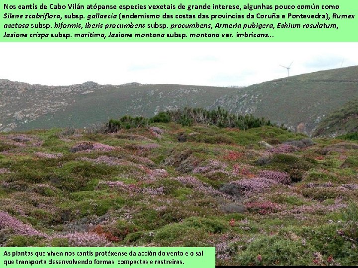 Nos cantís de Cabo Vilán atópanse especies vexetais de grande interese, algunhas pouco común