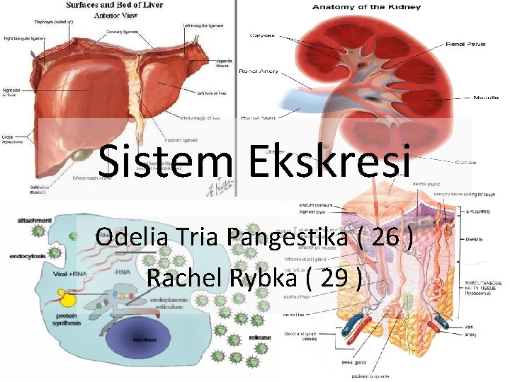 Sistem Ekskresi Odelia Tria Pangestika ( 26 ) Rachel Rybka ( 29 ) 