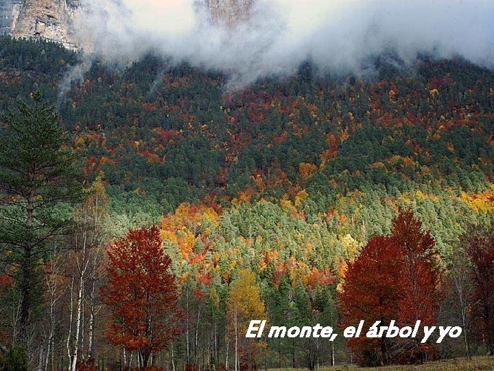 El monte, el árbol y yo 