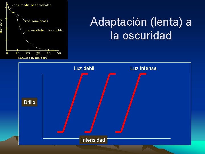 Adaptación (lenta) a la oscuridad Luz débil Brillo Intensidad Luz intensa 