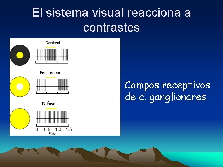 El sistema visual reacciona a contrastes Campos receptivos de c. ganglionares 