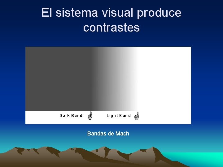 El sistema visual produce contrastes Bandas de Mach 