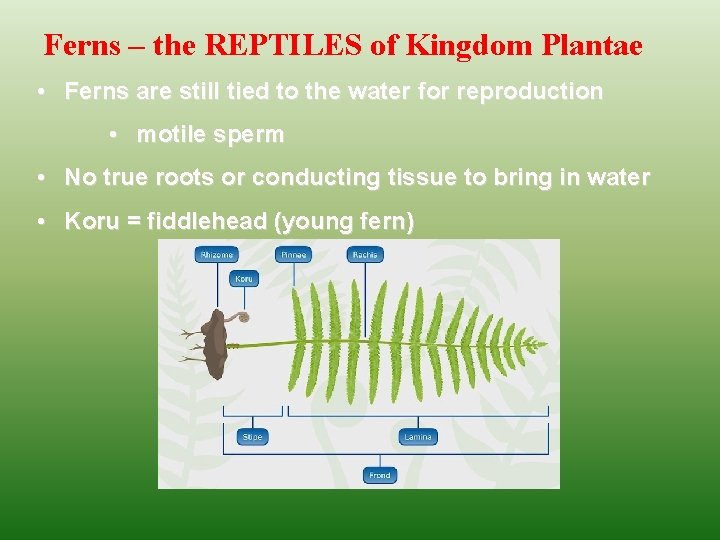 Ferns – the REPTILES of Kingdom Plantae • Ferns are still tied to the