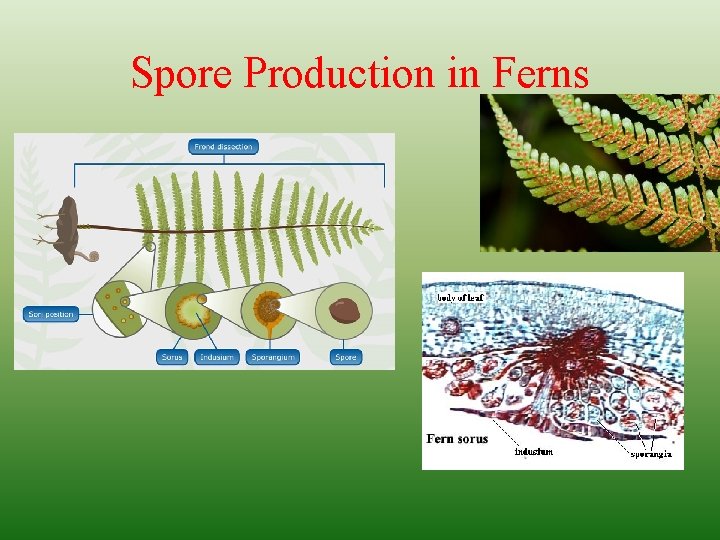 Spore Production in Ferns 