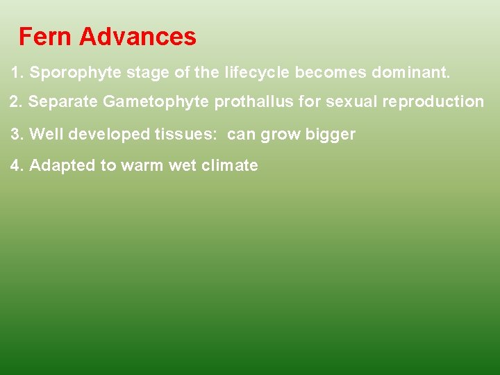 Fern Advances 1. Sporophyte stage of the lifecycle becomes dominant. 2. Separate Gametophyte prothallus