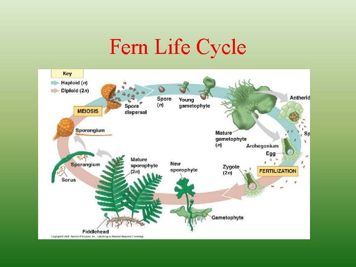 Fern Life Cycle 