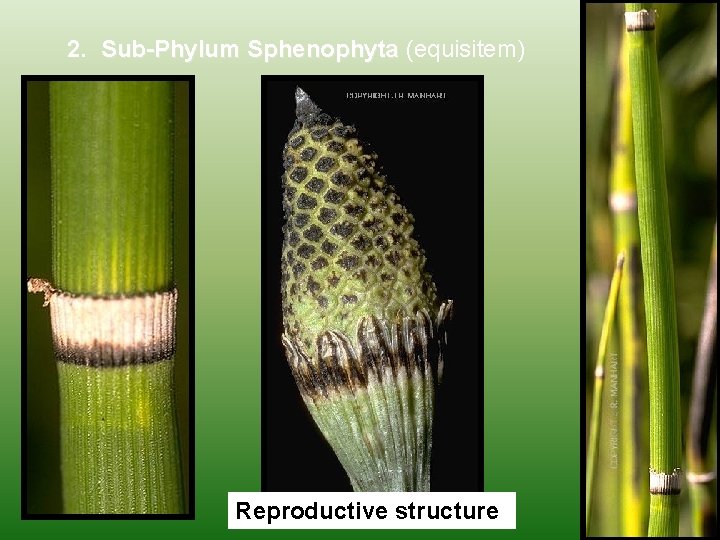 2. Sub-Phylum Sphenophyta (equisitem) Reproductive structure 
