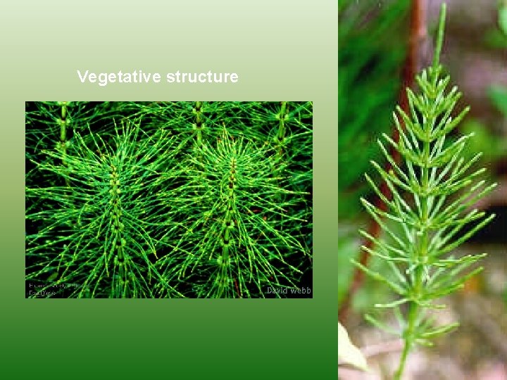 Vegetative structure 