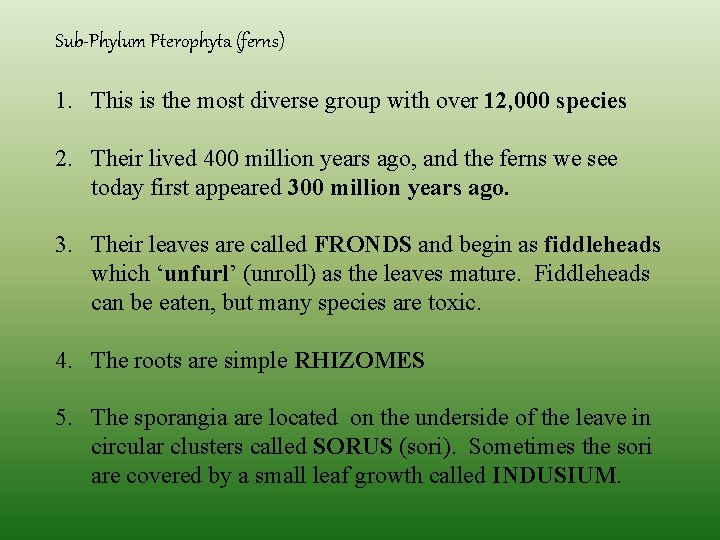 Sub-Phylum Pterophyta (ferns) 1. This is the most diverse group with over 12, 000