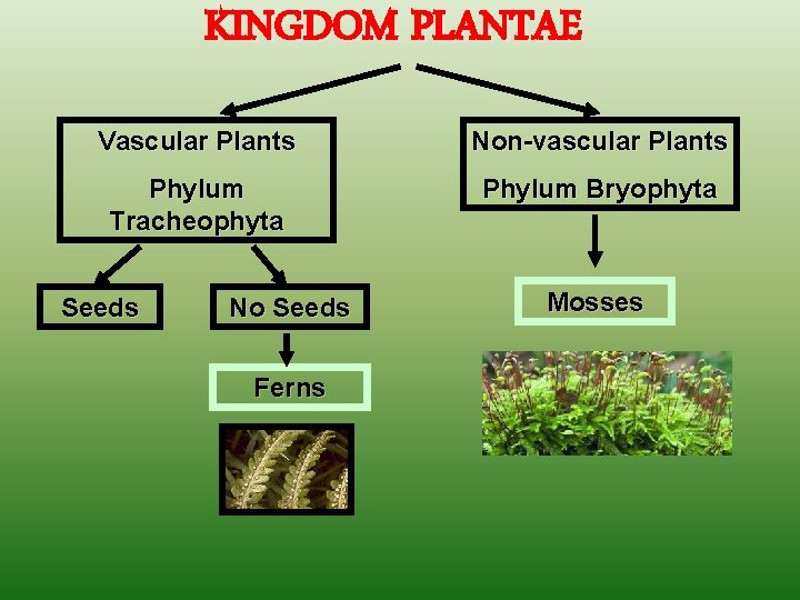 KINGDOM PLANTAE Vascular Plants Non-vascular Plants Phylum Tracheophyta Phylum Bryophyta Seeds No Seeds Ferns