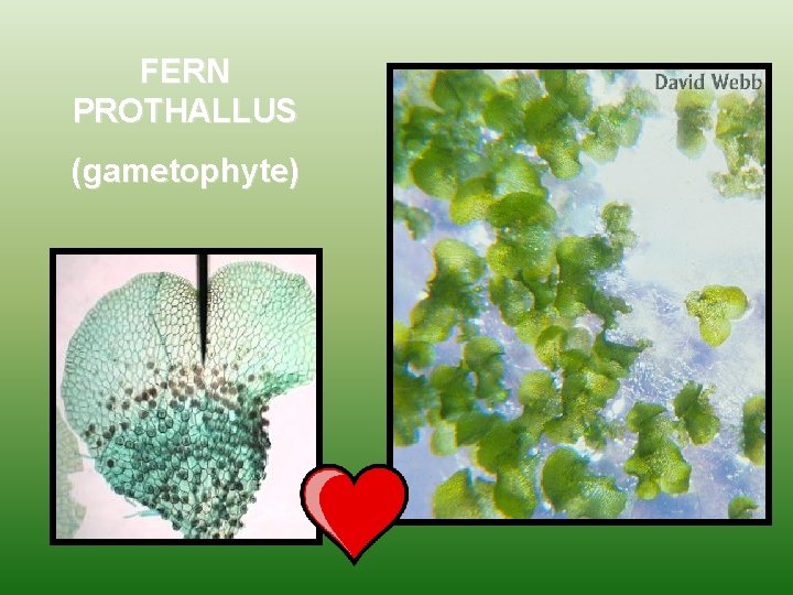 FERN PROTHALLUS (gametophyte) 