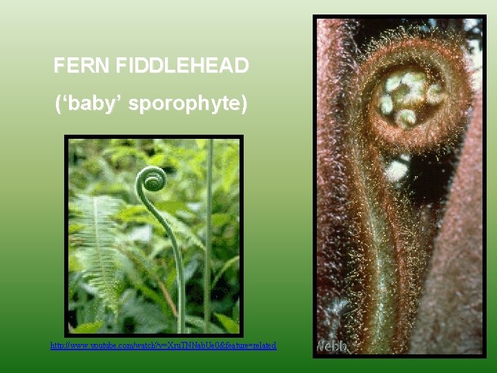 FERN FIDDLEHEAD (‘baby’ sporophyte) http: //www. youtube. com/watch? v=Xru. TNNab. Ue 0&feature=related 
