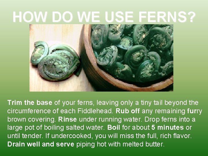 HOW DO WE USE FERNS? Trim the base of your ferns, leaving only a