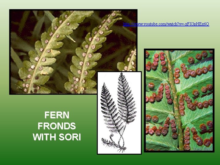 http: //www. youtube. com/watch? v=-x. F 83 p. HEx 6 Q FERN FRONDS WITH