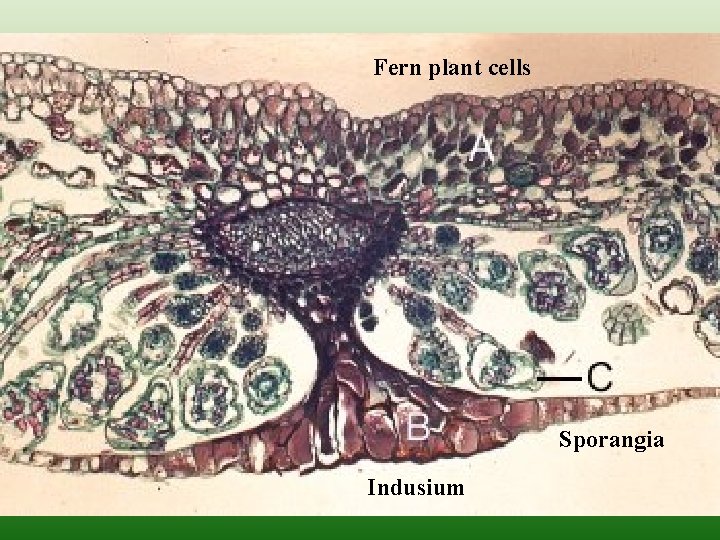 Fern plant cells Sporangia Indusium 