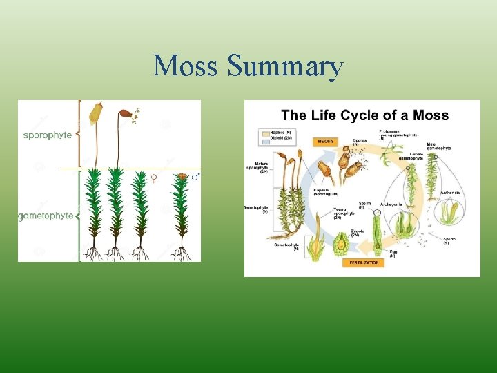 Moss Summary 