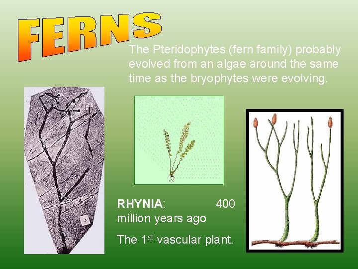 The Pteridophytes (fern family) probably evolved from an algae around the same time as