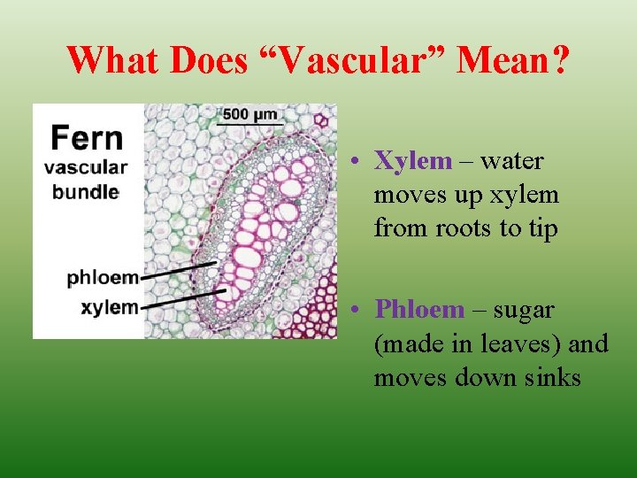 What Does “Vascular” Mean? • Xylem – water moves up xylem from roots to