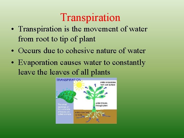 Transpiration • Transpiration is the movement of water from root to tip of plant