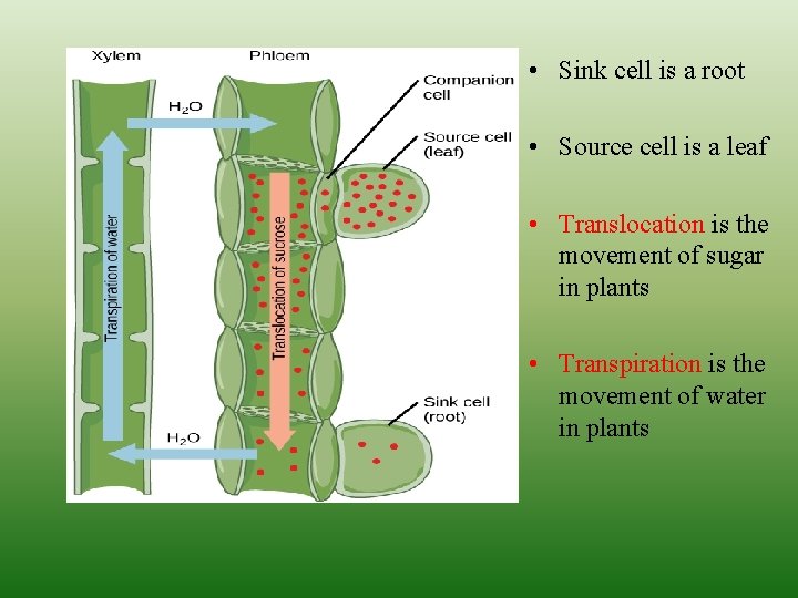  • Sink cell is a root • Source cell is a leaf •
