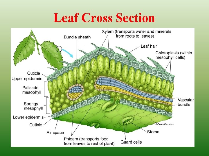 Leaf Cross Section 