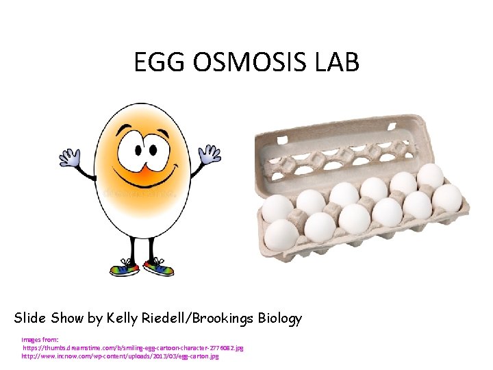 EGG OSMOSIS LAB Slide Show by Kelly Riedell/Brookings Biology Images from: https: //thumbs. dreamstime.