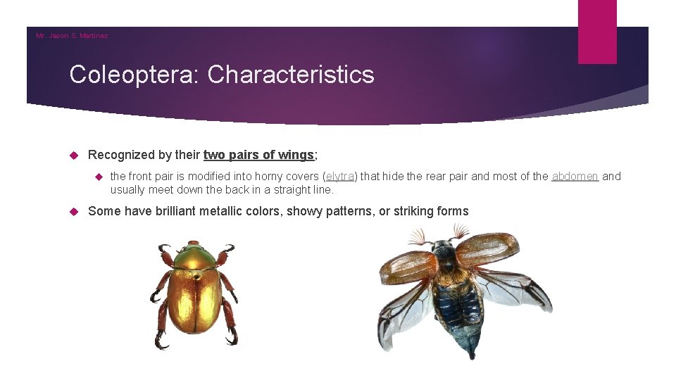 Mr. Jason S. Martinez Coleoptera: Characteristics Recognized by their two pairs of wings; the Mr. Jason S. Martinez Coleoptera: Characteristics Recognized by their two pairs of wings; the