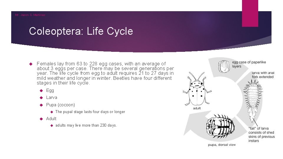 Mr. Jason S. Martinez Coleoptera: Life Cycle Females lay from 63 to 228 egg Mr. Jason S. Martinez Coleoptera: Life Cycle Females lay from 63 to 228 egg