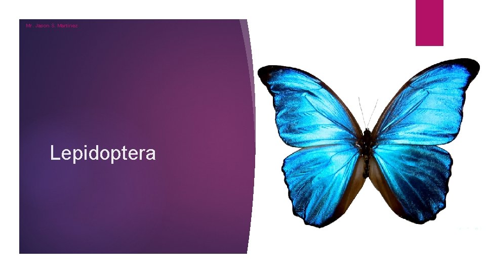 Mr. Jason S. Martinez Lepidoptera Mr. Jason S. Martinez Lepidoptera