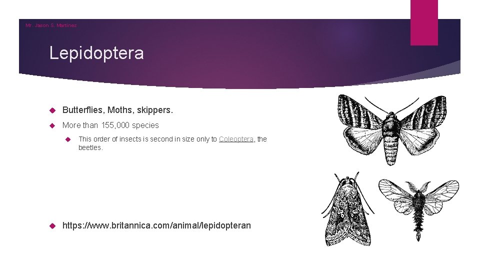 Mr. Jason S. Martinez Lepidoptera Butterflies, Moths, skippers. More than 155, 000 species This Mr. Jason S. Martinez Lepidoptera Butterflies, Moths, skippers. More than 155, 000 species This