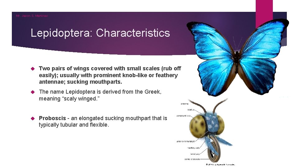 Mr. Jason S. Martinez Lepidoptera: Characteristics Two pairs of wings covered with small scales Mr. Jason S. Martinez Lepidoptera: Characteristics Two pairs of wings covered with small scales