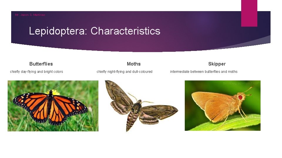 Mr. Jason S. Martinez Lepidoptera: Characteristics Butterflies Moths Skipper chiefly day-flying and bright colors Mr. Jason S. Martinez Lepidoptera: Characteristics Butterflies Moths Skipper chiefly day-flying and bright colors