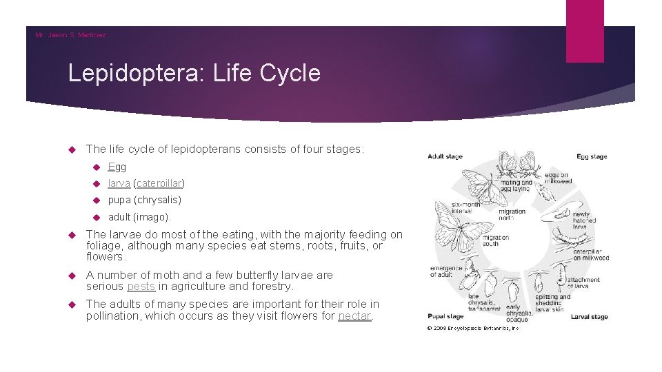 Mr. Jason S. Martinez Lepidoptera: Life Cycle The life cycle of lepidopterans consists of Mr. Jason S. Martinez Lepidoptera: Life Cycle The life cycle of lepidopterans consists of