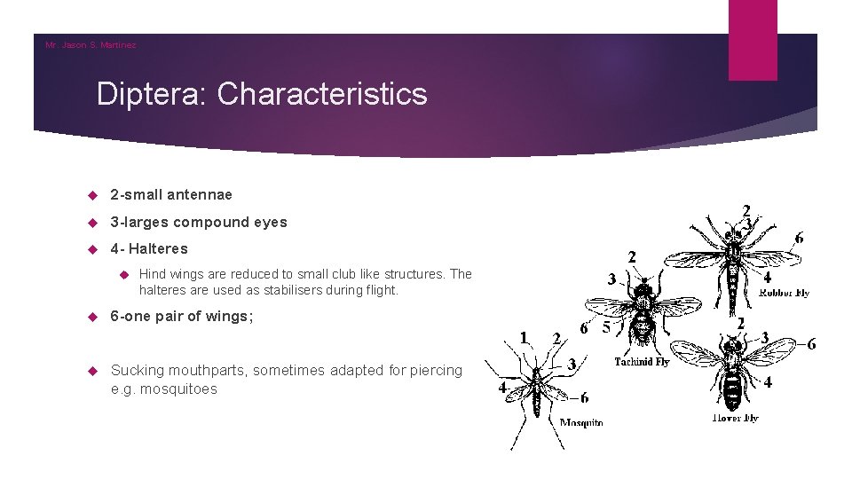 Mr. Jason S. Martinez Diptera: Characteristics 2 -small antennae 3 -larges compound eyes 4 Mr. Jason S. Martinez Diptera: Characteristics 2 -small antennae 3 -larges compound eyes 4