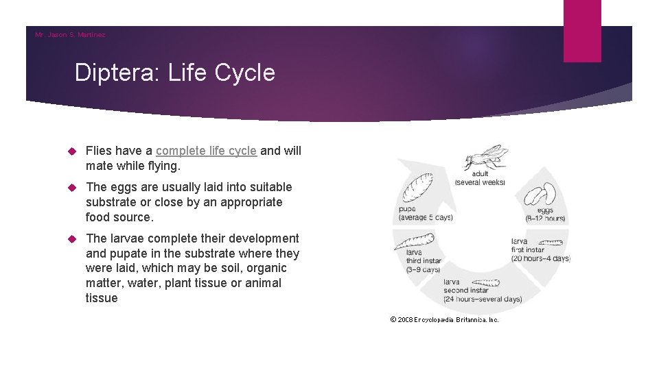 Mr. Jason S. Martinez Diptera: Life Cycle Flies have a complete life cycle and Mr. Jason S. Martinez Diptera: Life Cycle Flies have a complete life cycle and