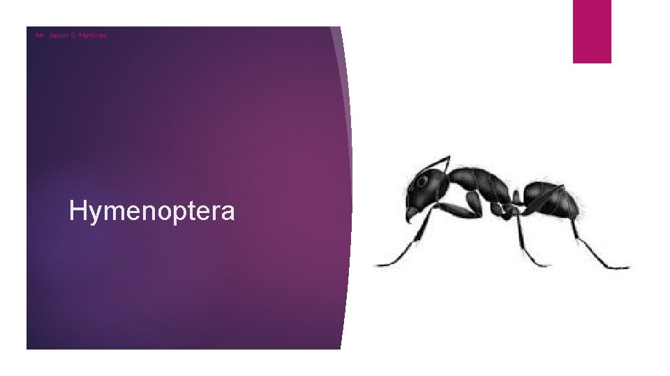 Mr. Jason S. Martinez Hymenoptera Mr. Jason S. Martinez Hymenoptera