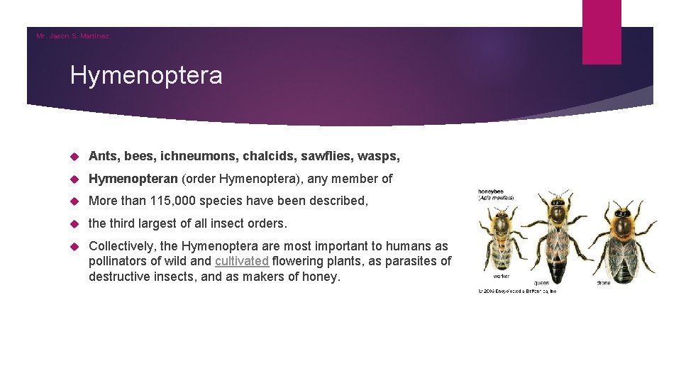 Mr. Jason S. Martinez Hymenoptera Ants, bees, ichneumons, chalcids, sawflies, wasps, Hymenopteran (order Hymenoptera), Mr. Jason S. Martinez Hymenoptera Ants, bees, ichneumons, chalcids, sawflies, wasps, Hymenopteran (order Hymenoptera),