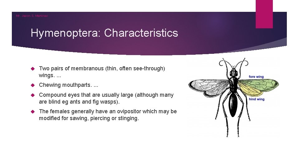 Mr. Jason S. Martinez Hymenoptera: Characteristics Two pairs of membranous (thin, often see-through) wings. Mr. Jason S. Martinez Hymenoptera: Characteristics Two pairs of membranous (thin, often see-through) wings.