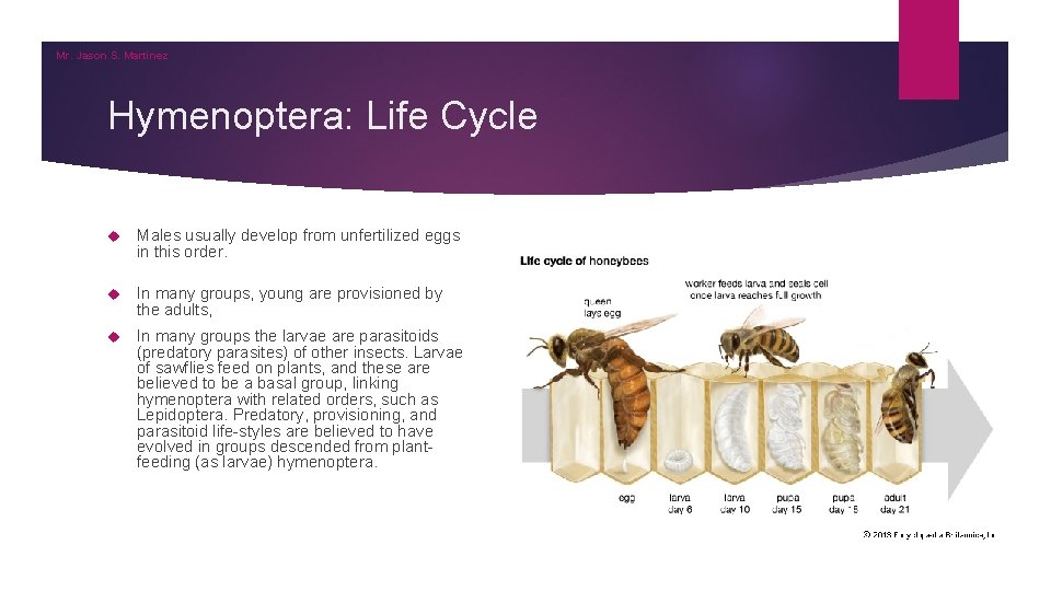 Mr. Jason S. Martinez Hymenoptera: Life Cycle Males usually develop from unfertilized eggs in Mr. Jason S. Martinez Hymenoptera: Life Cycle Males usually develop from unfertilized eggs in