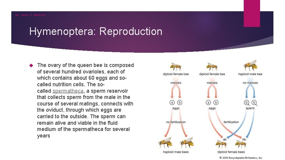 Mr. Jason S. Martinez Hymenoptera: Reproduction The ovary of the queen bee is composed Mr. Jason S. Martinez Hymenoptera: Reproduction The ovary of the queen bee is composed