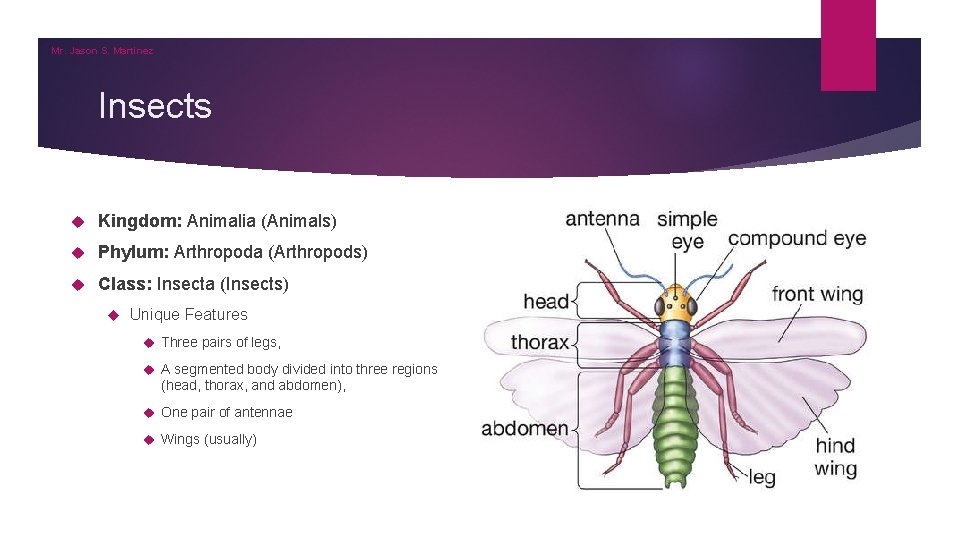 Mr. Jason S. Martinez Insects Kingdom: Animalia (Animals) Phylum: Arthropoda (Arthropods) Class: Insecta (Insects) Mr. Jason S. Martinez Insects Kingdom: Animalia (Animals) Phylum: Arthropoda (Arthropods) Class: Insecta (Insects)