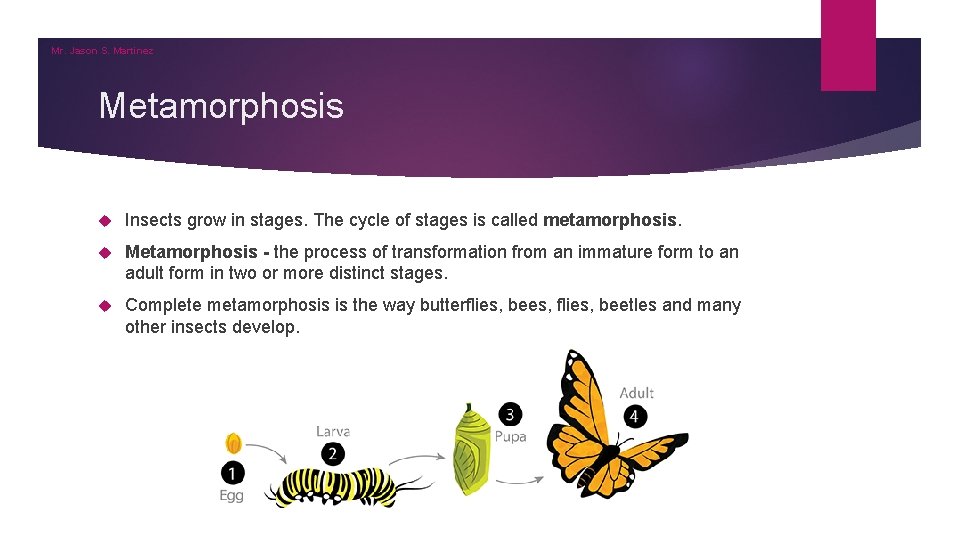 Mr. Jason S. Martinez Metamorphosis Insects grow in stages. The cycle of stages is Mr. Jason S. Martinez Metamorphosis Insects grow in stages. The cycle of stages is