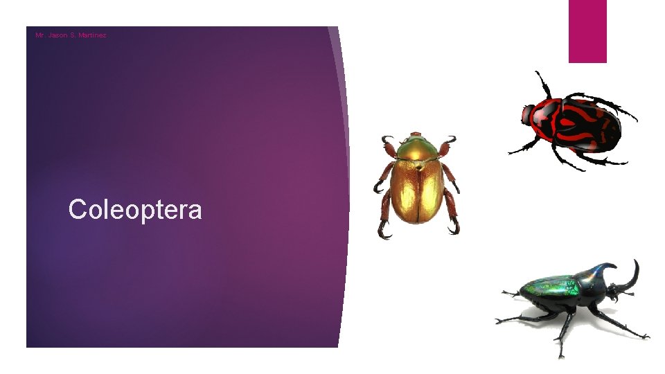 Mr. Jason S. Martinez Coleoptera Mr. Jason S. Martinez Coleoptera