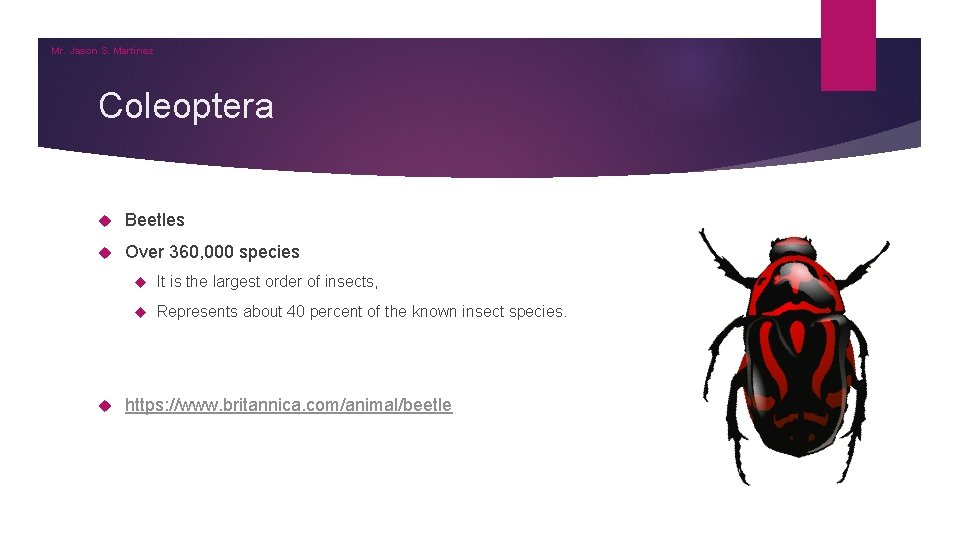 Mr. Jason S. Martinez Coleoptera Beetles Over 360, 000 species It is the largest Mr. Jason S. Martinez Coleoptera Beetles Over 360, 000 species It is the largest