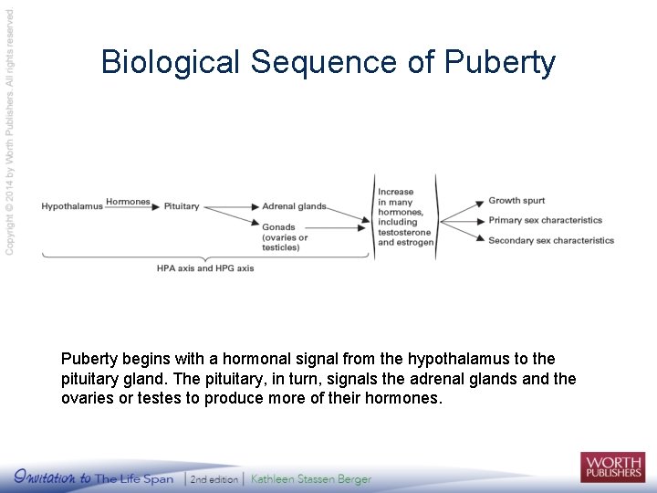 Biological Sequence of Puberty begins with a hormonal signal from the hypothalamus to the