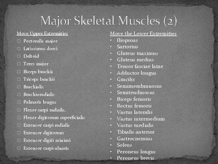 Major Skeletal Muscles (2) Move Upper Extremities � Pectoralis major � Latissimus dorsi �