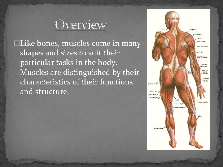 Naming Skeletal Muscles Claudio Hernandez P 3 Overview