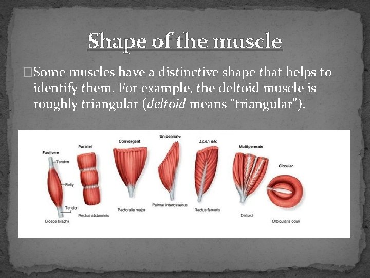 Shape of the muscle �Some muscles have a distinctive shape that helps to identify