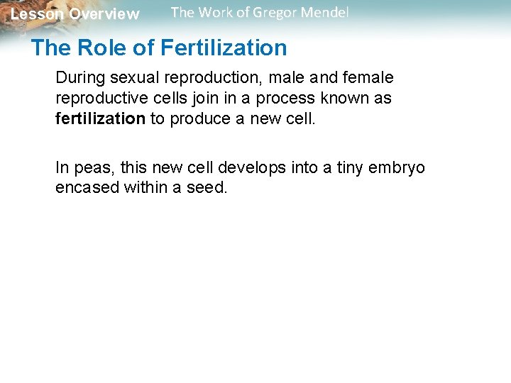 Lesson Overview The Work of Gregor Mendel The Role of Fertilization During sexual reproduction,