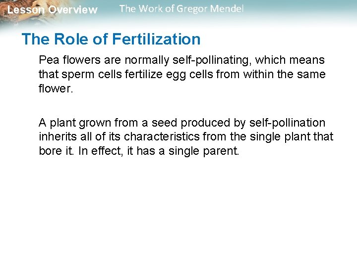Lesson Overview The Work of Gregor Mendel The Role of Fertilization Pea flowers are